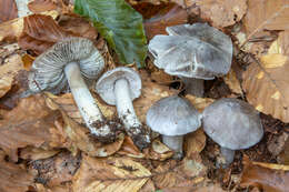 Plancia ëd Tricholoma sciodes (Pers.) C. Martín 1919