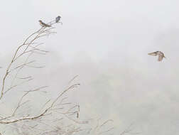 Imagem de Hirundo neoxena Gould 1842