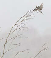 Imagem de Hirundo neoxena Gould 1842