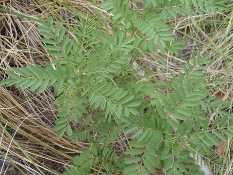 Image of Sonoran indigo