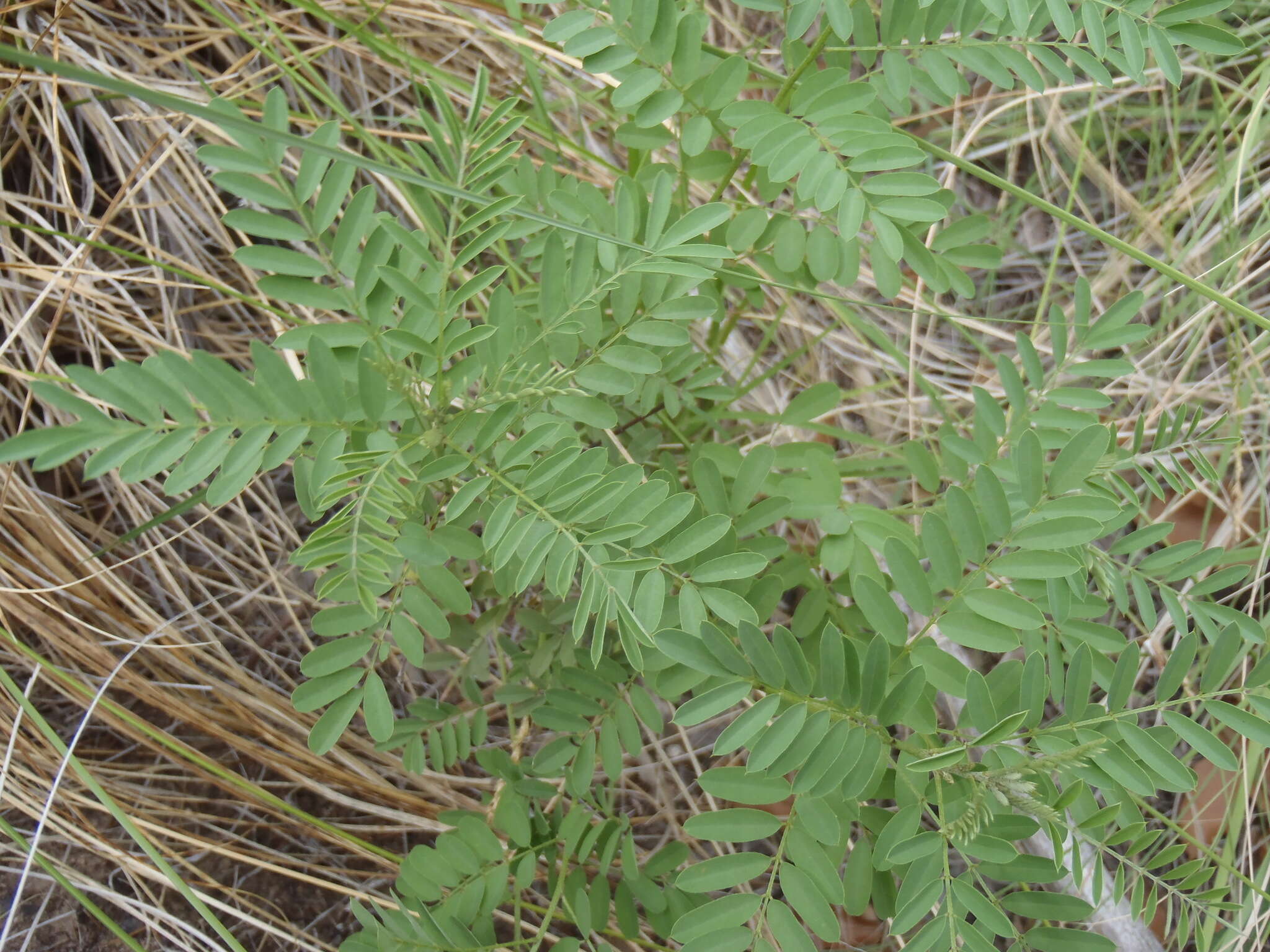 Indigofera sphaerocarpa A. Gray的圖片