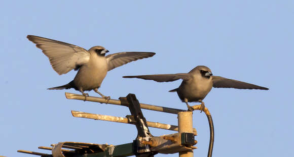 Image of Black-faced Woodswallow