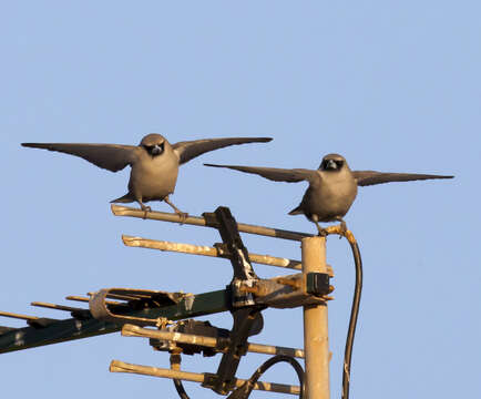 Image of Black-faced Woodswallow