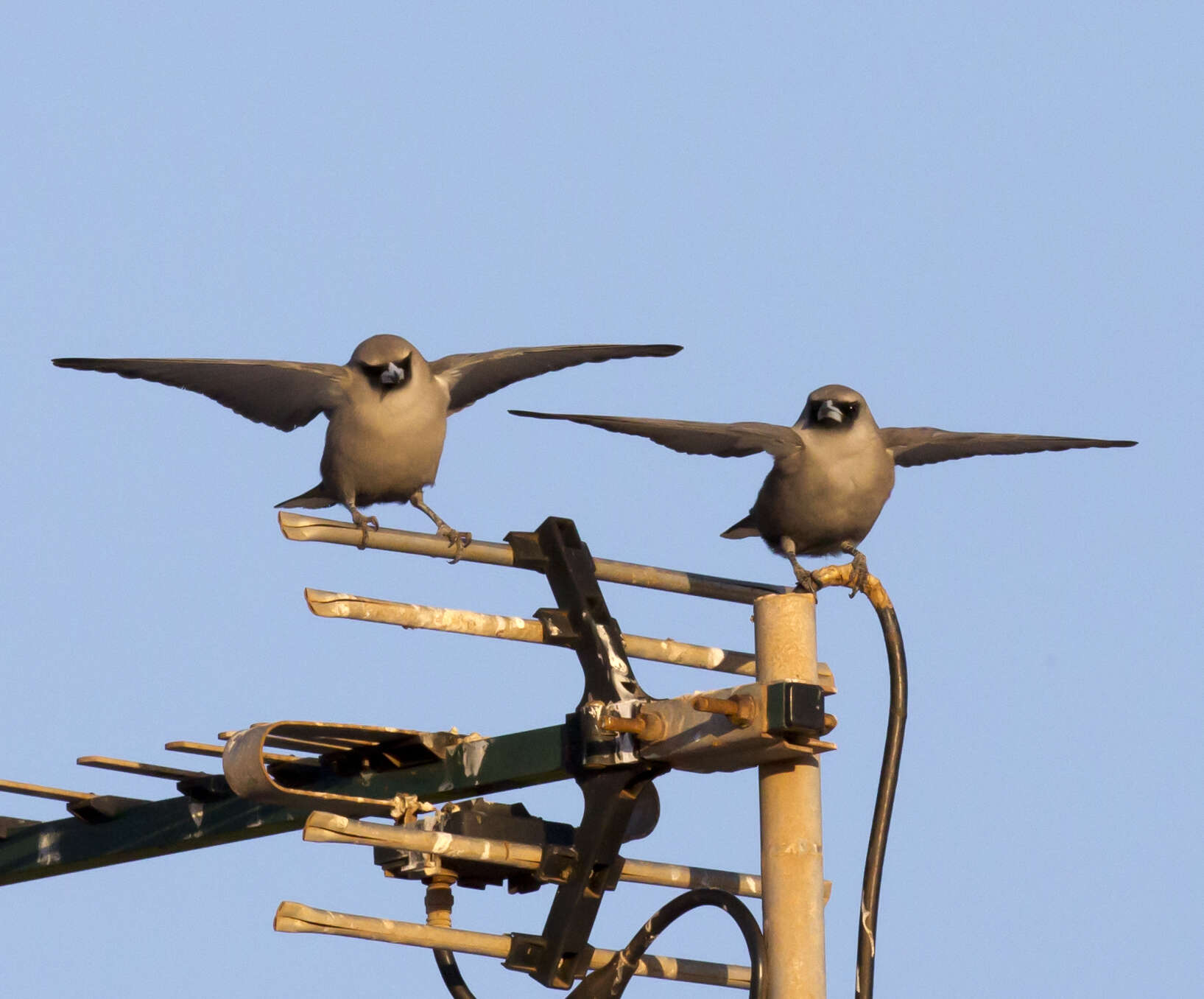 Image of Black-faced Woodswallow