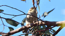 Image of Brown-headed Honeyeater