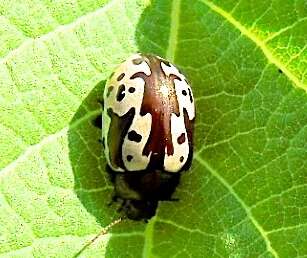 Image of Calligrapha intermedia Jacoby J. Gomez-Zurita 1882