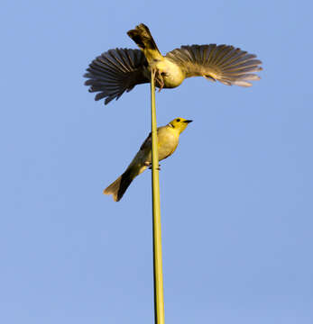 Image of White-plumed Honeyeater