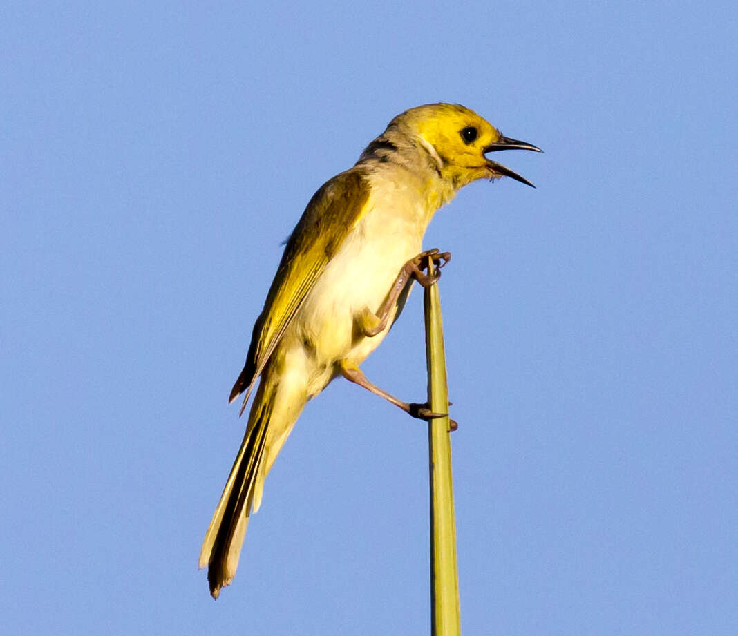 Image of White-plumed Honeyeater