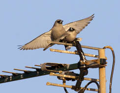 Image of Black-faced Woodswallow