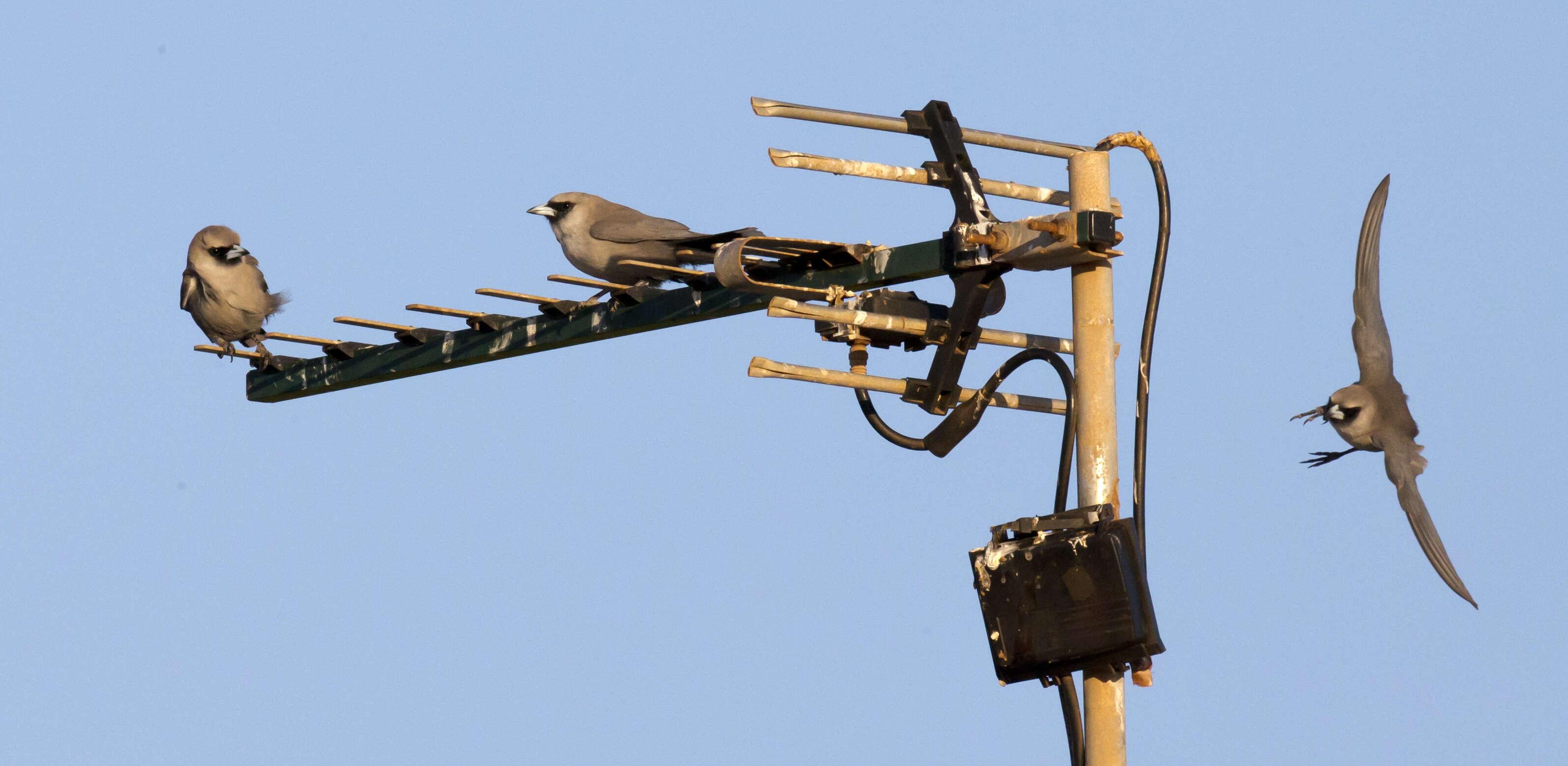 Image of Black-faced Woodswallow