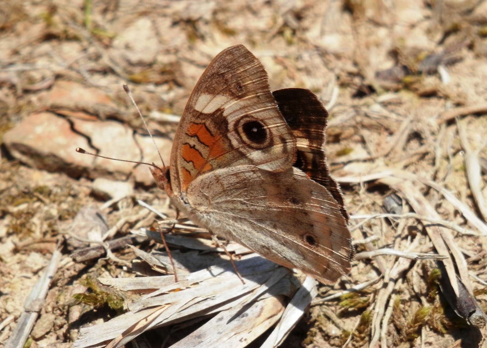 Image of Common buckeye