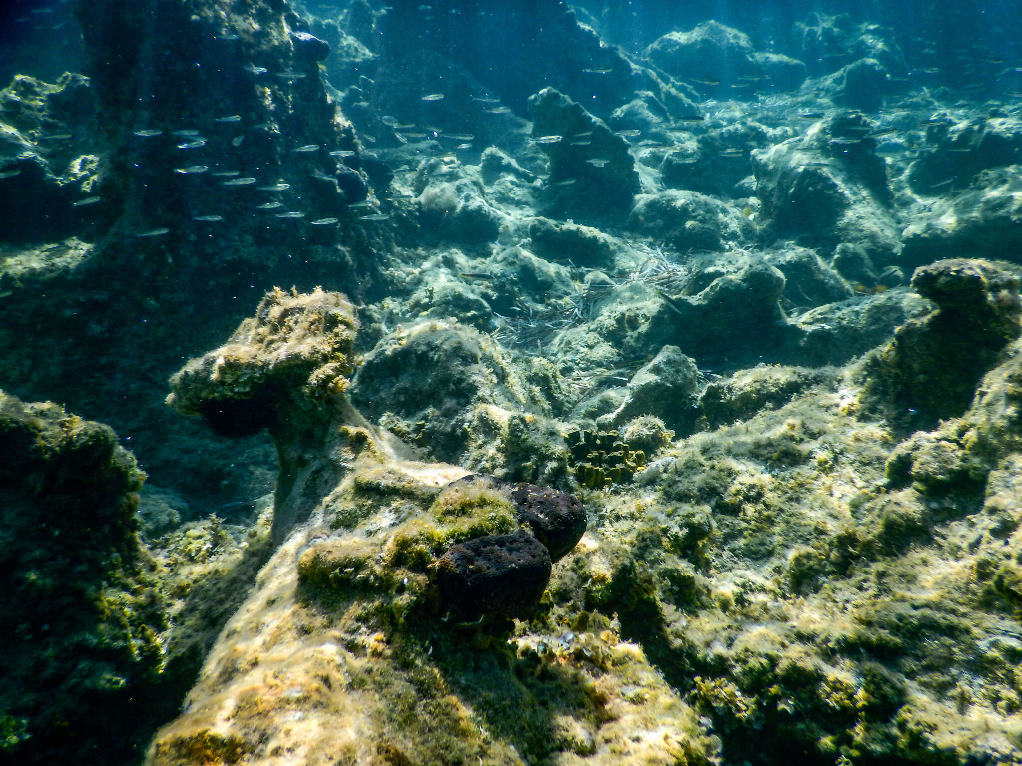 Image of black leather sponge