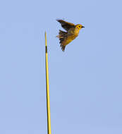 Image of White-plumed Honeyeater