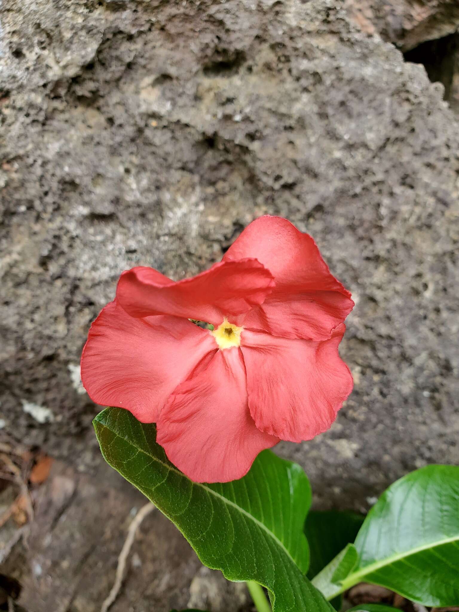 Image of Pachypodium windsorii Poiss.