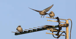 Image of Black-faced Woodswallow