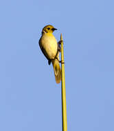 Image of White-plumed Honeyeater