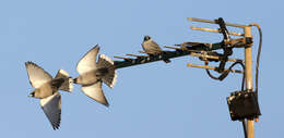 Image of Black-faced Woodswallow