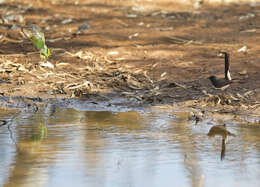 Image of Willie Wagtail