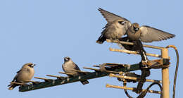 Image of Black-faced Woodswallow