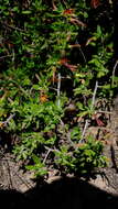 Image de Scaevola tomentosa Gaud.