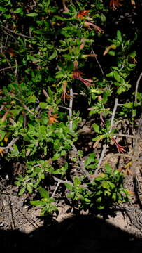 Scaevola tomentosa Gaud. resmi