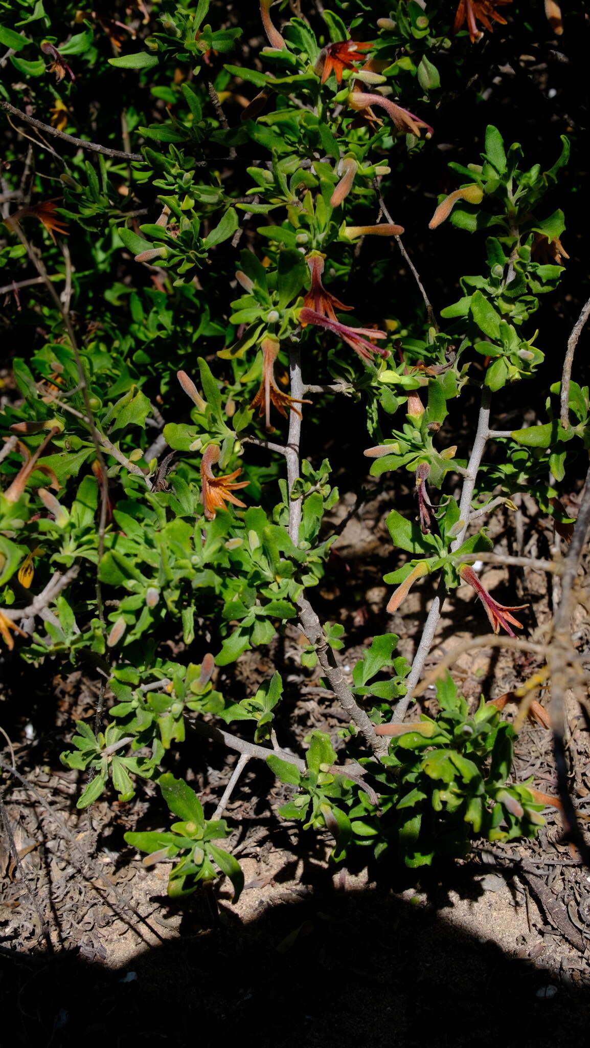 Imagem de Scaevola tomentosa Gaud.