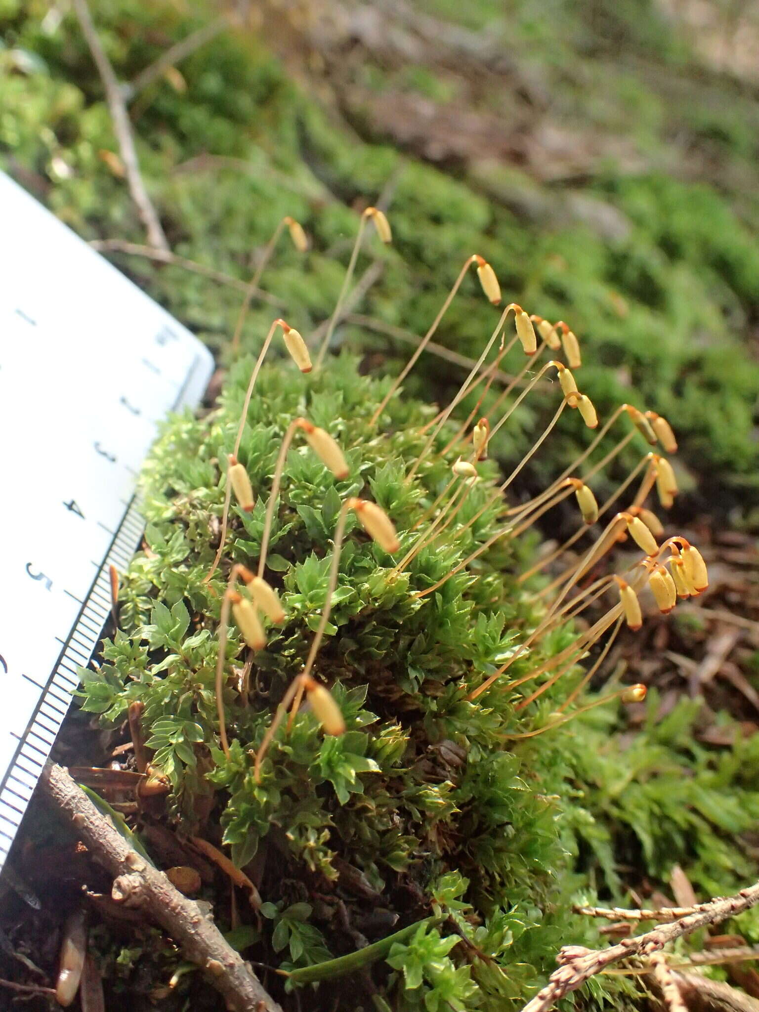 Image of largetooth calcareous moss