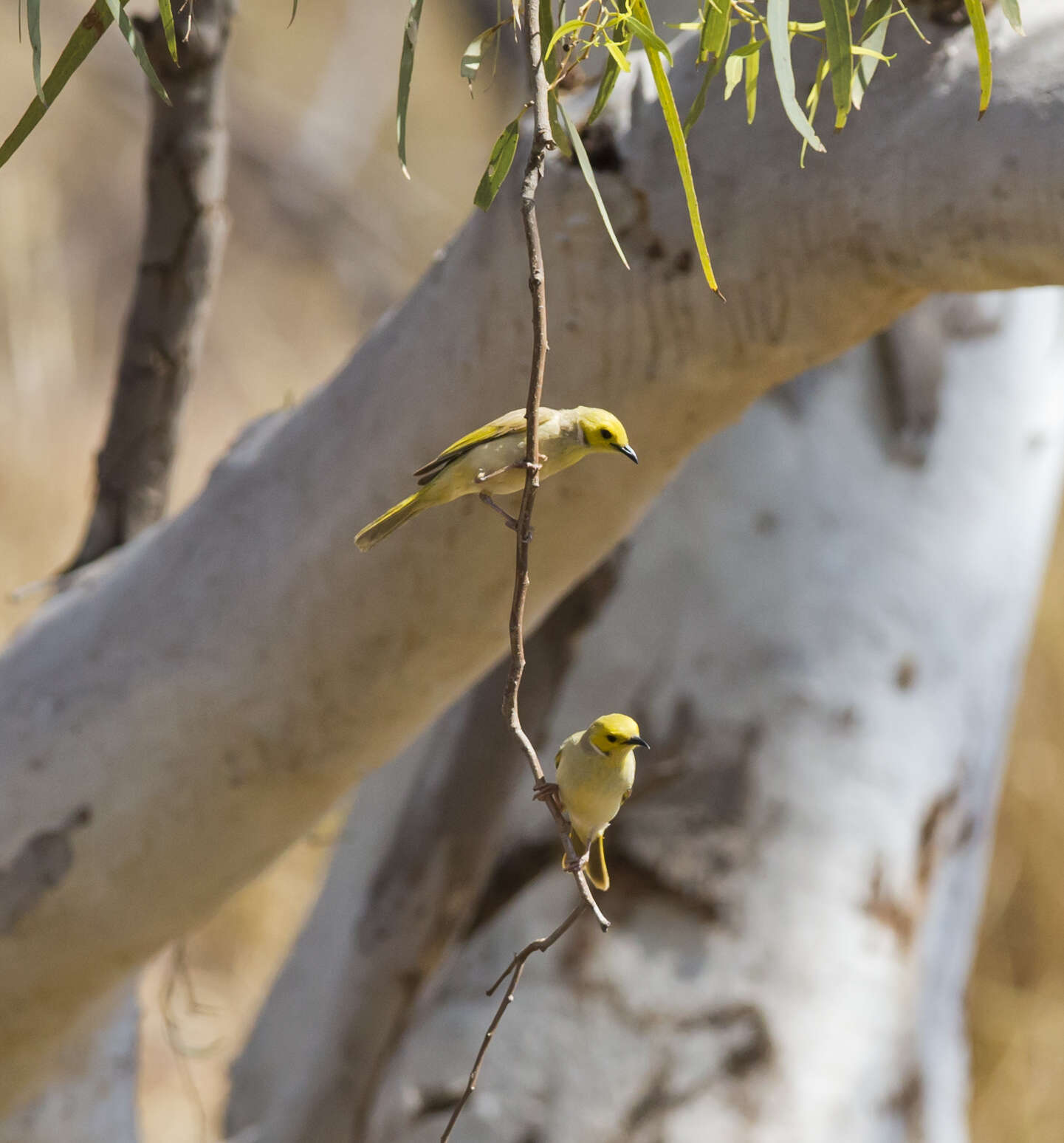 Image of White-plumed Honeyeater