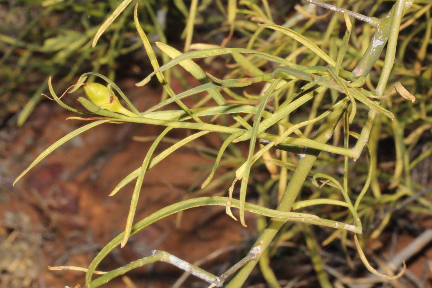 Image of Desert Lignum