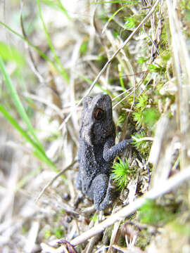 Sivun Bufo japonicus Temminck & Schlegel 1838 kuva