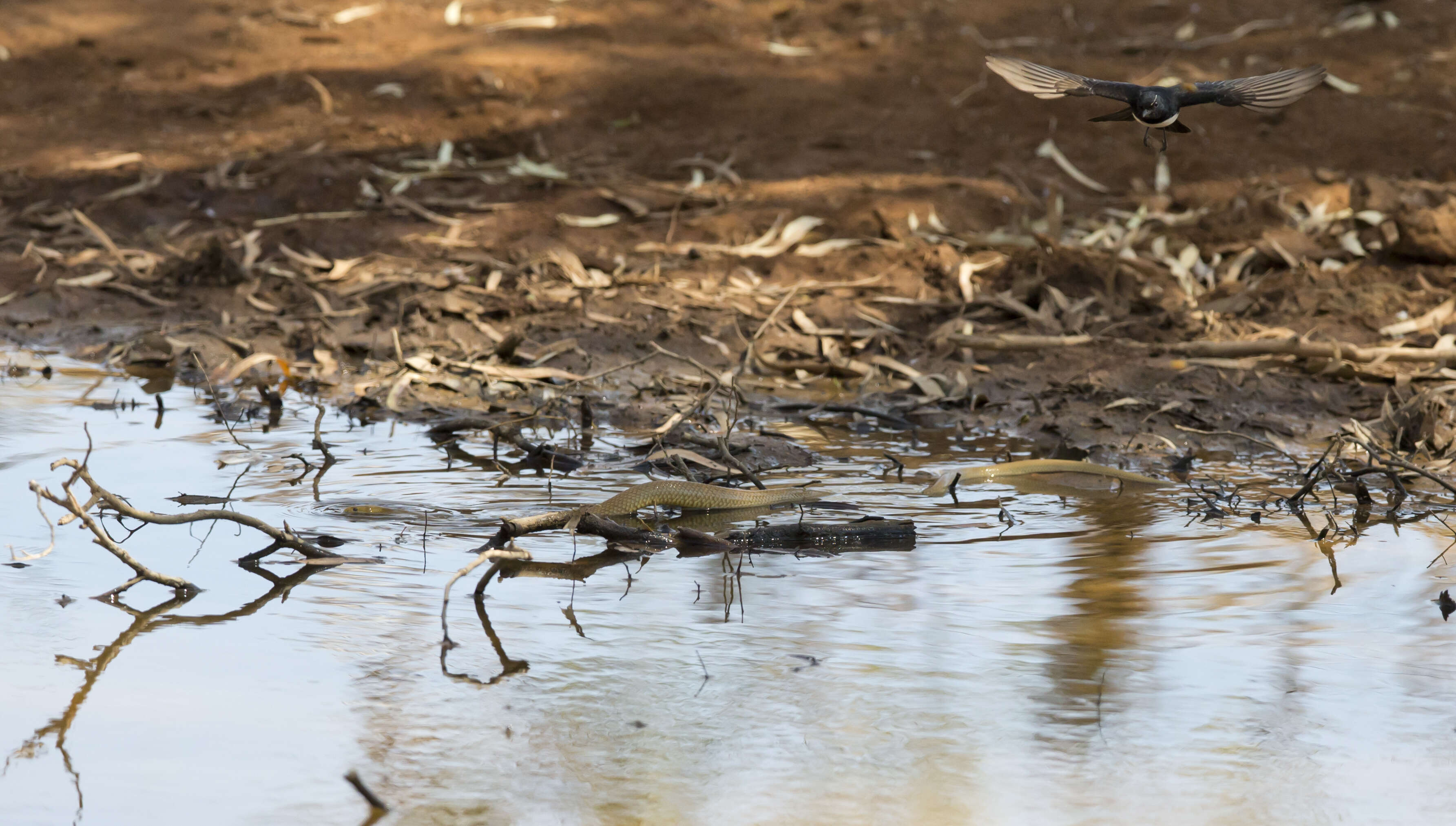 Image of Willie Wagtail