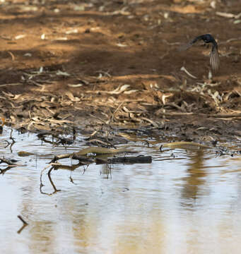 Image of Willie Wagtail