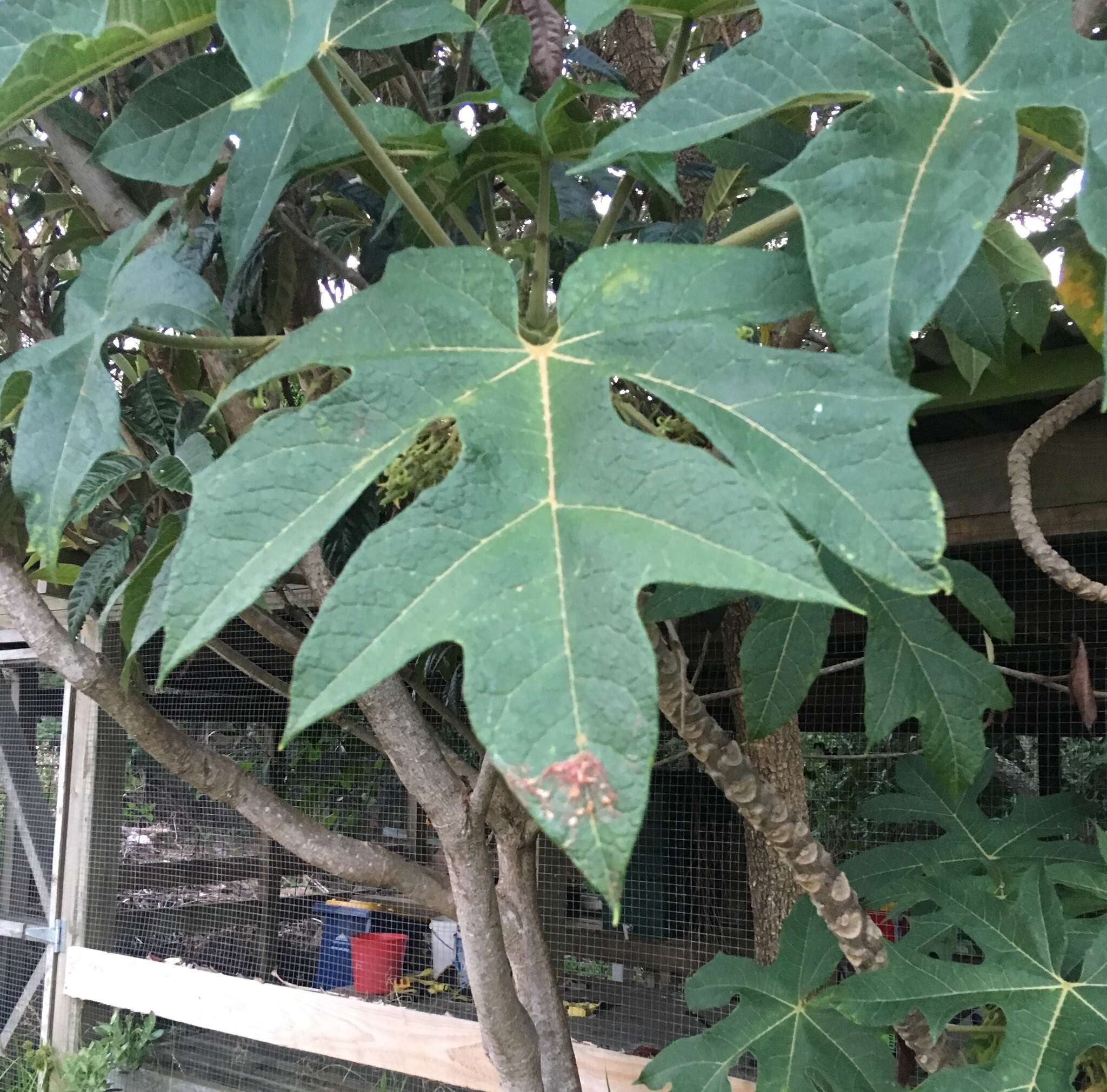 Image of Mountain papaya