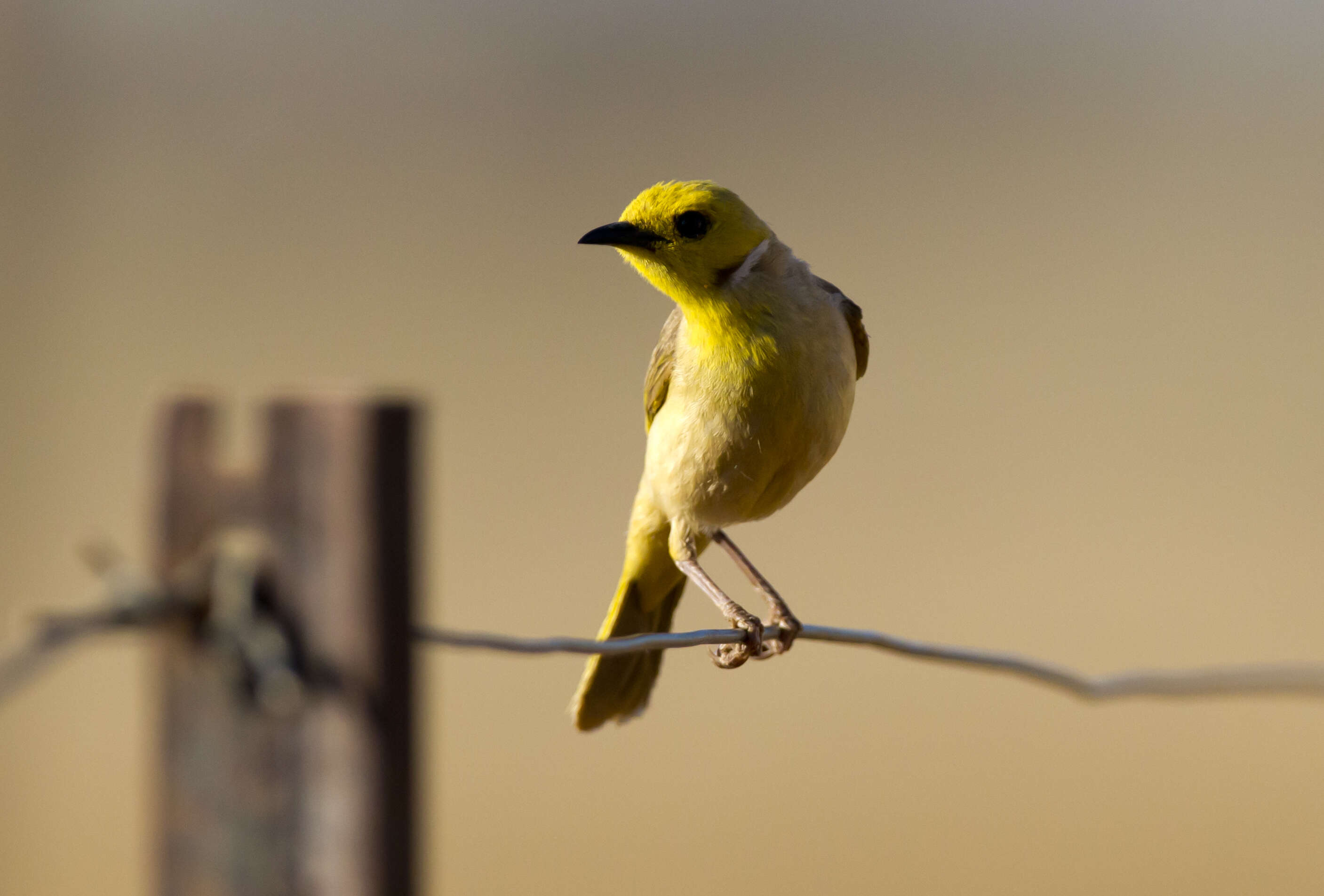 Image of White-plumed Honeyeater