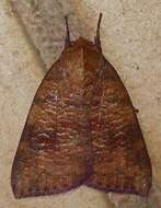 صورة Gelastocera castanea Moore 1879