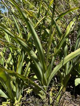 Image of Chlorophytum bowkeri Baker