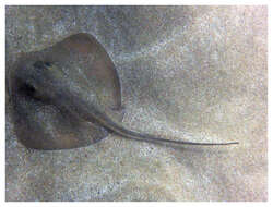 Image of Brown stingray