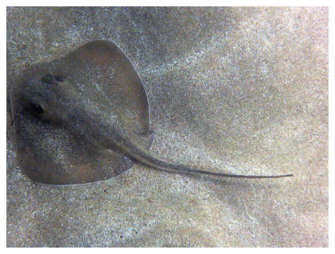 Image of Brown stingray