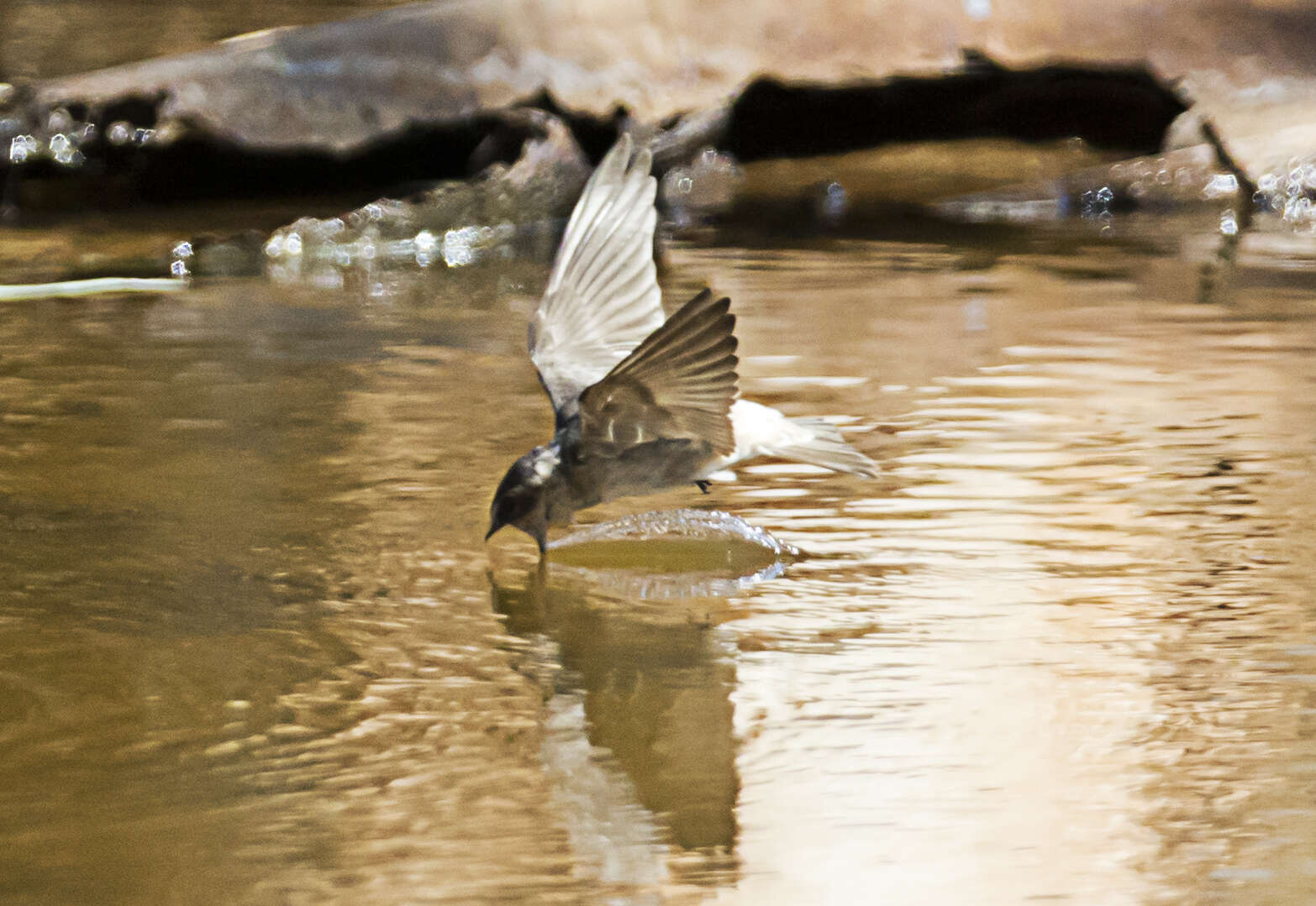 Image de Hirondelle ariel