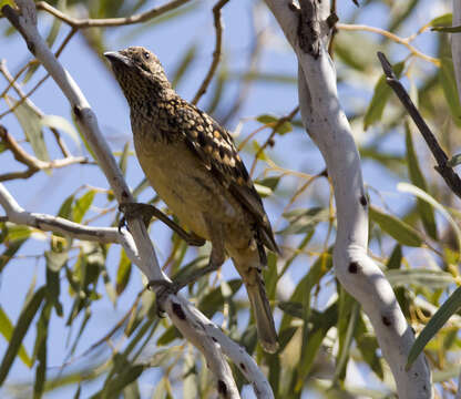 Image of Western Bowerbird