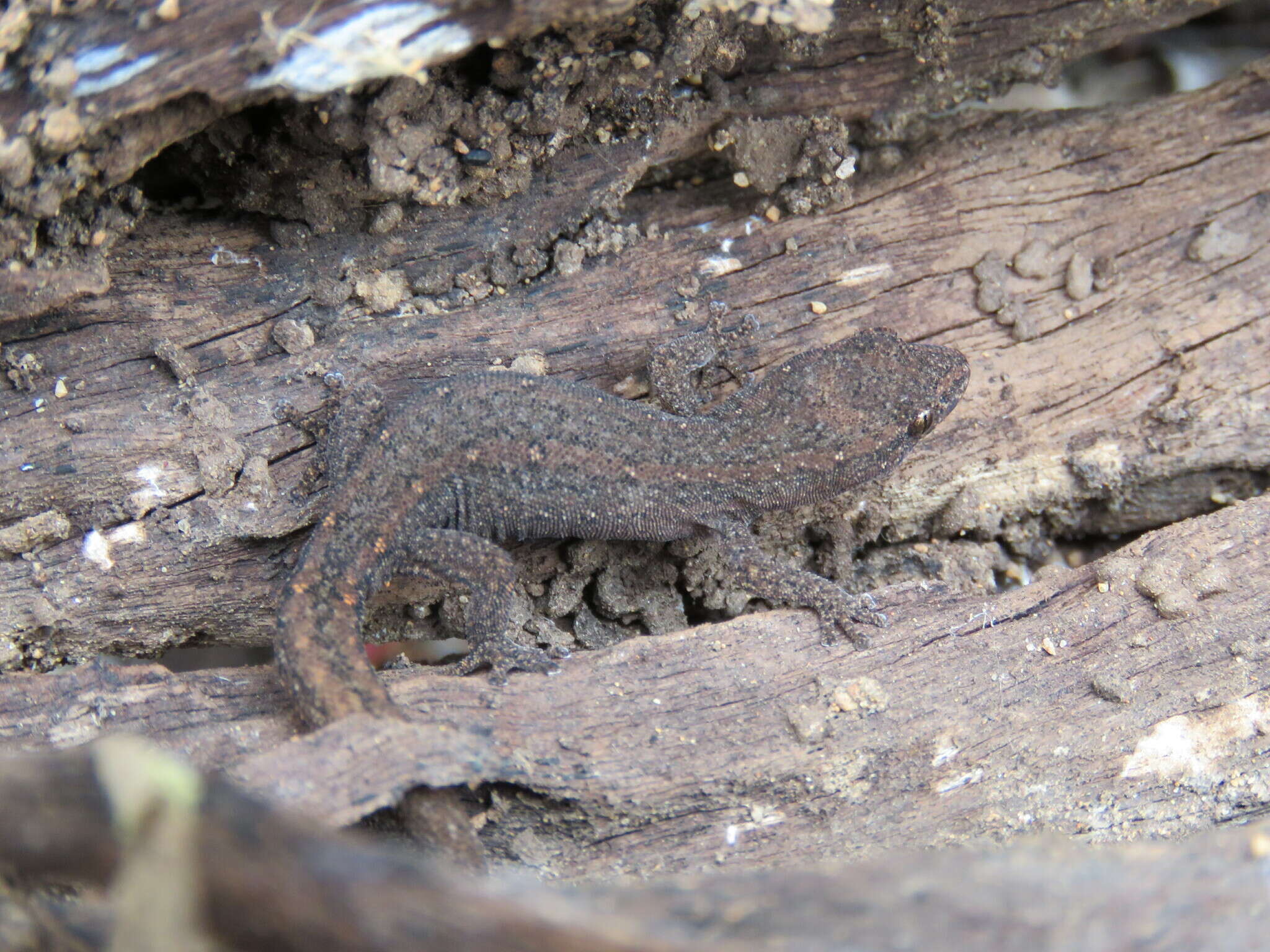 Image of Crenadactylus ocellatus (Gray 1845)