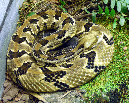 Image of Timber Rattlesnake