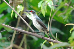 Image of Metallic Starling