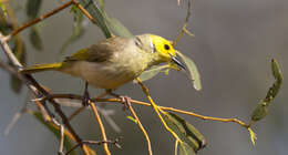 Image of White-plumed Honeyeater