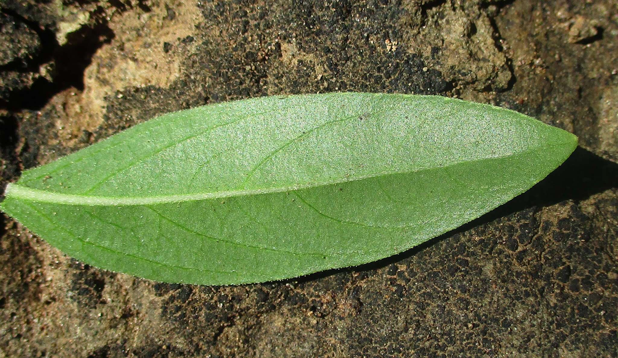 Image of Barleria lancifolia T. Anders.