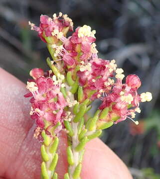 Image of Passerina galpinii C. H. Wright.