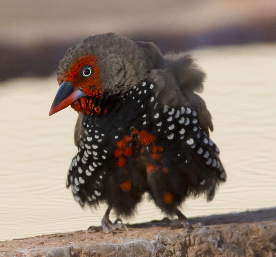 Image of Painted Finch