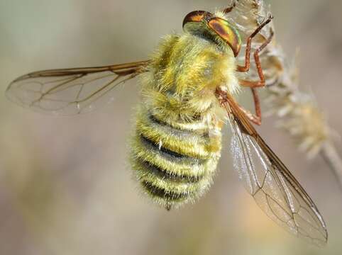 Imagem de Trichopsidea costata (Loew 1858)