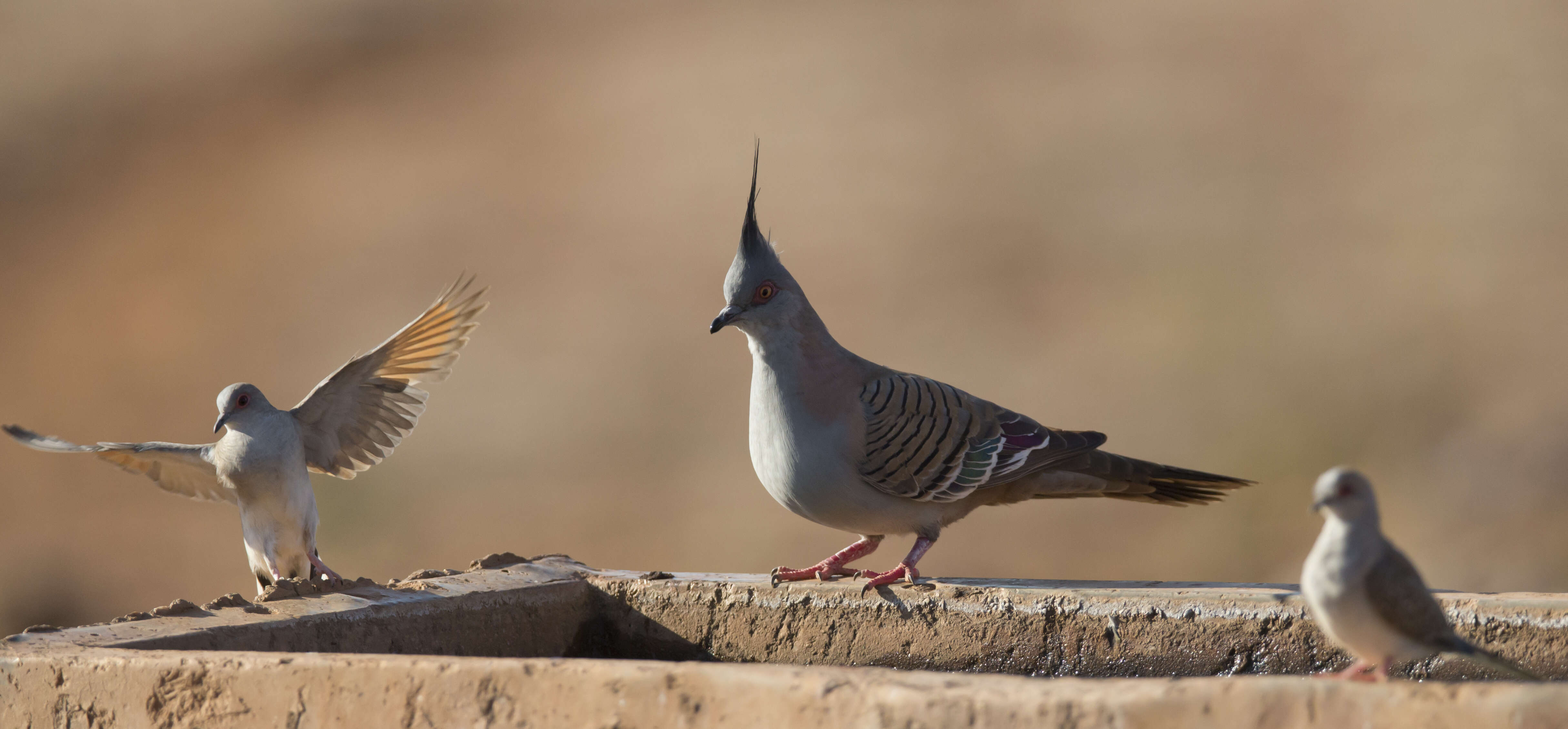 Image of Diamond Dove