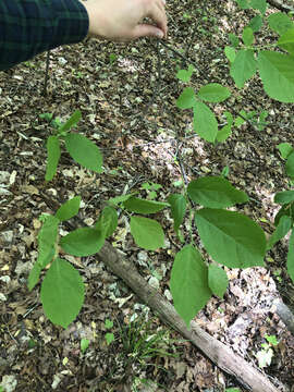 Plancia ëd Styrax grandifolium Ait.